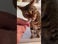 ️funniest Cat Don T Try To Hold Back Laughter