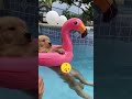 I Can T With These Pets Funny Dogs Pets Funnypets Afv Shorts