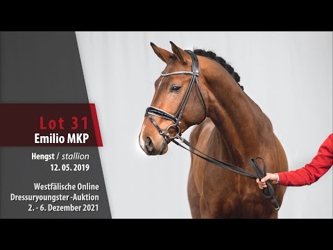 Online Dressuryoungster-Auktion Lot 31 Emilio MKP Hengst v. Escolar - For Romance I