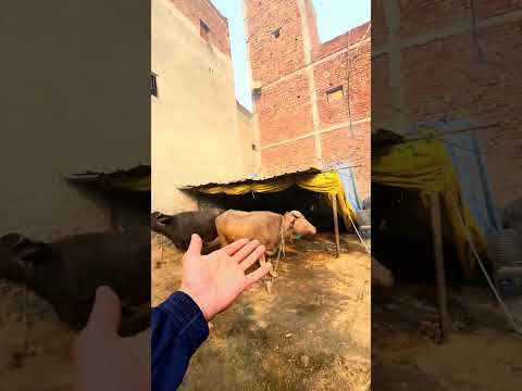 Daily vlog14❤️ #jaatlifestyle #boxingexercise #yaadteriaai #music #viral #minivlog