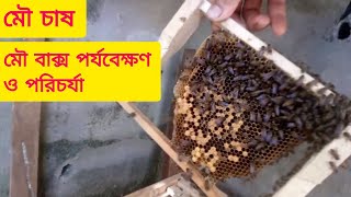 বর্ষাকাল বা বৃষ্টি কালীন সময়ে মৌমাছির বাক্সের পরিচর্যা ও পর্যবেক্ষণ পদ্ধতি||এপিস সেরেনা মৌমাছির চাষ