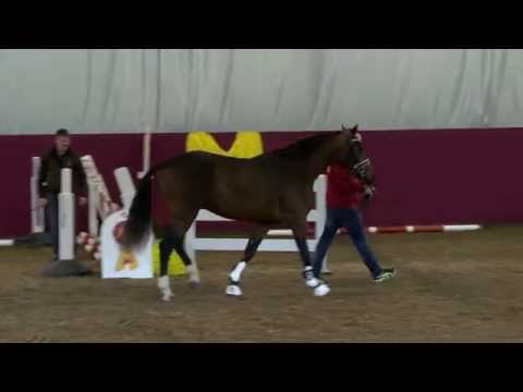 KN 05 v. Ampere – Stedinger, *2013