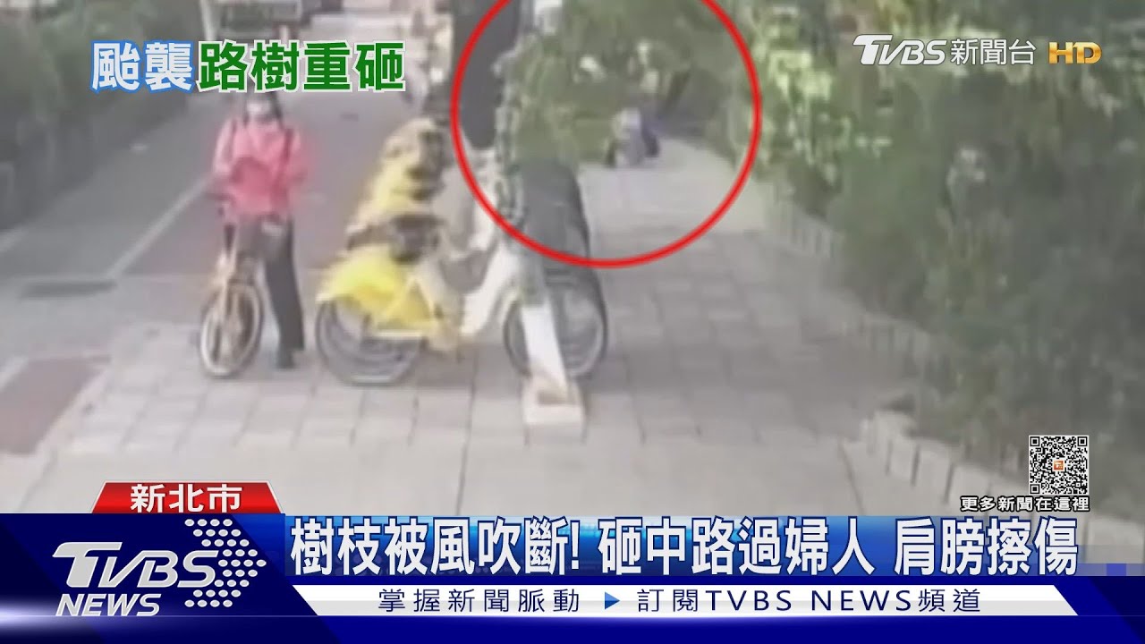 板橋颳7級強風! 2處路樹被吹斷砸中人車