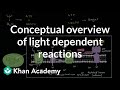 Conceptual overview of light dependent reactions