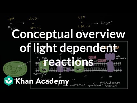 YouTube video about: What is the input of the light-dependent reactions labeled x?