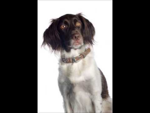 American Water Spaniel