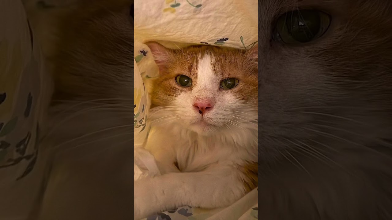 Marmalade, a Adoptable Domestic Medium Hair in Burlington, VT video 6/6