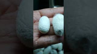 🇨🇳 Silkworm Harvesting in China #shorts