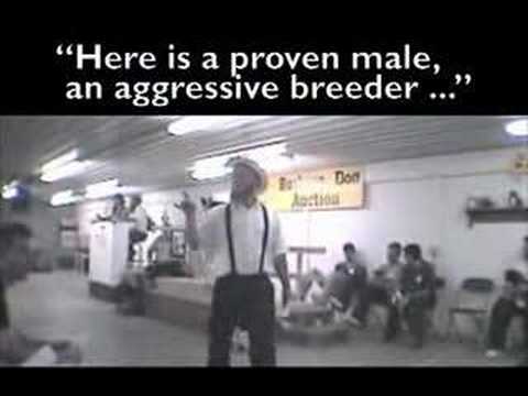 download lagu mp3 mp4 Black Dog Farms Indiana, download lagu Black Dog Farms Indiana gratis, unduh video klip Black Dog Farms Indiana