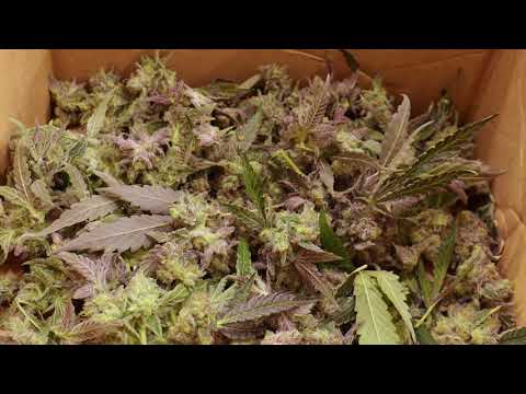 15 - LordPrince x DevilGreen - Vacina (Dir Premier King)