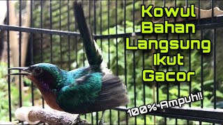 Download lagu Kolibri Wulung Gacor Full Isian Mewah Untuk Pancingan Kowul Agar Langsung Bunyi mp3