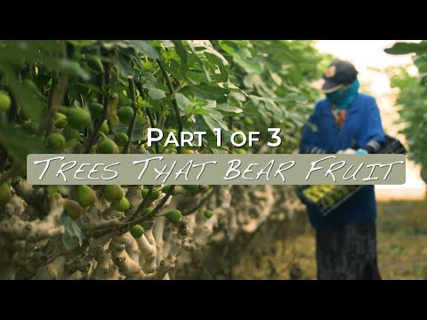 Trees That Bear Fruit - Part 1 of 3 - Jacob Prasch