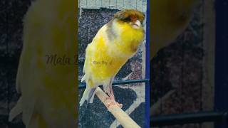 Download lagu Pancingan Kenari Yorkshire Gacor Dor Durasi Panjang mp3