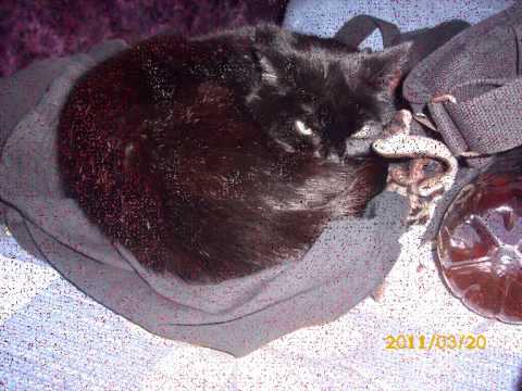 Engelkatze Nala in memorian