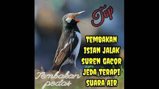Download lagu Tembakan pedas isian jalak suren gacor jeda terapi suara air mp3