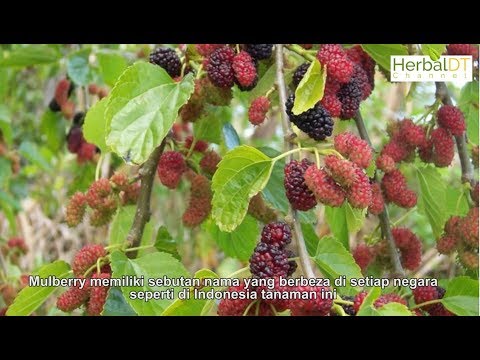 , title : 'Daun Mulberry (Episod 23-01) : Khasiat Daun Mulberry Yang Sangat Dasyat'