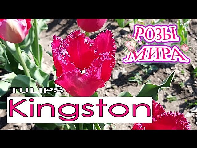 Цветение бархатного тюльпана Кингстон / Tulip Kingston / Rozi Mira
