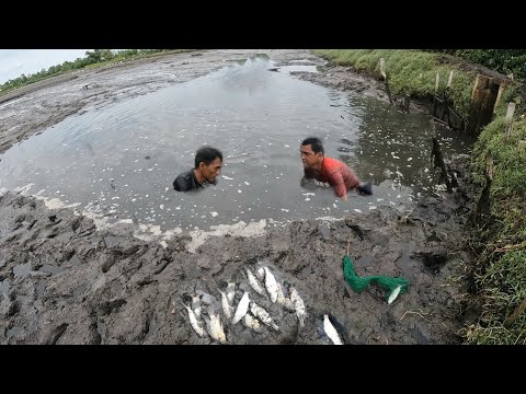 P1.Mabuti nalang binalikan namin ang bagong harvest na palaisdaan,angdami binigyan kami