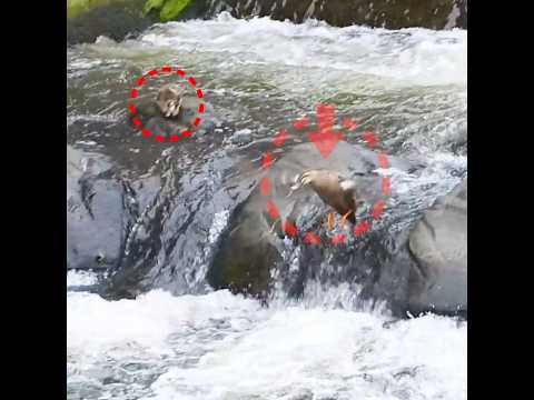 1羽だけ登れない…母カモは見捨てなかった【カルガモ親子】