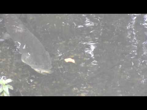 Huchen frißt Bachforelle