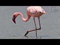 Interesting Facts About Lesser Flamingo By Weird Square