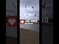 Seagulls Feeding Frenzy Between The Sandbanks Marske By The Sea Shorts Seagulls Birds
