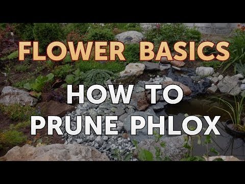 How to Get More Canna Lily Blooms