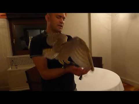 Andrea Ferrucci con la sua Isabeau