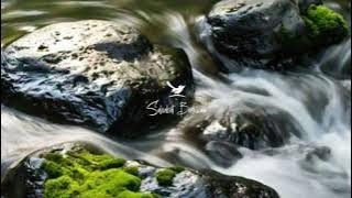 Download lagu 🔴 Suara air sungai untuk terapi burung stress - Relaksasi Burung - Terapi burung macet mp3