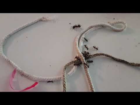 Wet Roof Attracts Carpenter Ants in Freehold, NJ