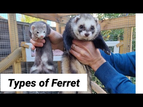 How Big Can Ferrets Get