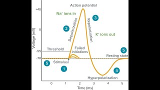 Action Potential Explained: Step-by-Step Nerve Signal Transmission Made Simple