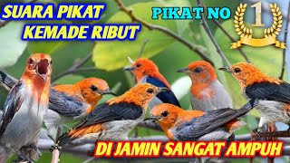 Download lagu SUARA PIKAT BURUNG KEMADE RIBUT/ BURUNG CABE-CABEAN mp3 Download lagu SUARA PIKAT BURUNG KEMADE RIBUT/ BURUNG CABE-CABEAN mp3