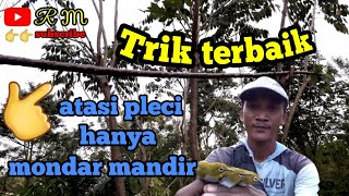 Download lagu Cara mudah pikat burung pleci yang susah turun || cara pikat burung pleci terbaru mp3 Download lagu Cara mudah pikat burung pleci yang susah turun || cara pikat burung pleci terbaru mp3