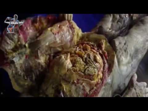 Su una fronte cè stato un posto di pigmentary che fare Ascoltare la canzone di un konopushka il testo