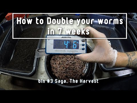 How to double your worms in 7 weeks Bin #3 saga, how to set a nursery tray with thousands of cocoons