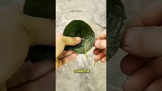 AS GALINHAS ERAM PEGAS ASSIM ANTIGAMENTE! #shorts #curiosidades #viralvideo #youtubeshorts