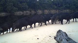 preview picture of video 'Peccaries'