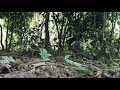 Pikat Burung Murai Batu Di Dalam Hutan