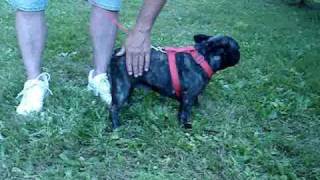 preview picture of video 'French Bulldog Adult - Maddy - spayed and ready for adoption!'