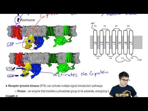 G Protein Coupled Receptors and Receptor Tyrosine Kinases