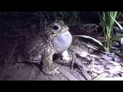 Le chant d'amour du crapaud calamite