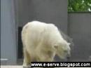 Dancing bear (cache) - Známka: 4, váha: velká