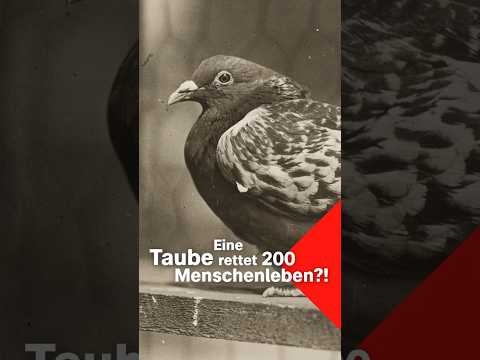 Video Thumbnail: Taube rettet Soldaten im Ersten Weltkrieg 🕊️ I Terra X