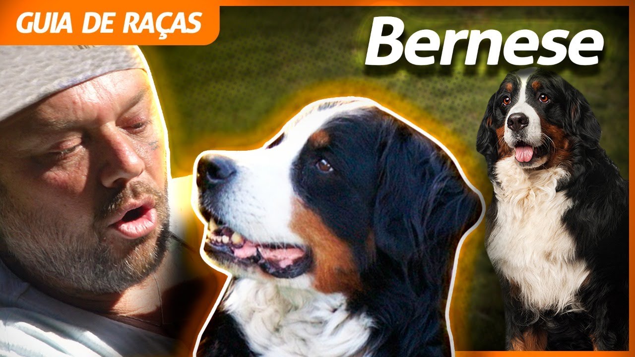 BERNESE, O CÃO DOS ALPES SUÍÇOS! | RICHARD RASMUSSEN