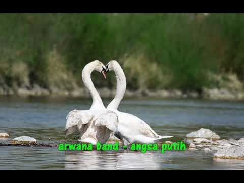 Arwana - Angsa Putih