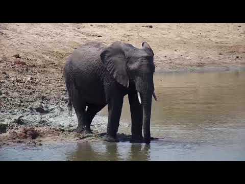 Djuma: Nyalas, Warthog, Duiker and Elephants (including Short Trunk herd) - 12:21 - 09/19/20