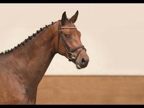 17 | Newcomer v. Nekton - Contender