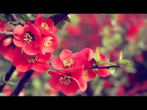 Kafian Bulleh Shah - Ro pare ankhiya zaaro zaari