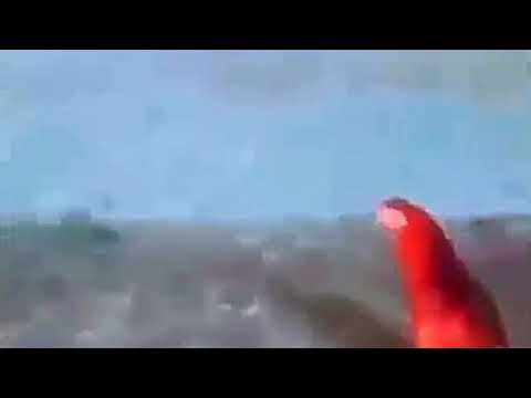 Gallina Pingüino 🐔+🐧